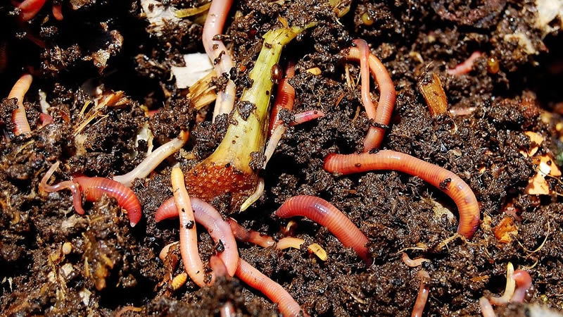 Vermicomposting worms